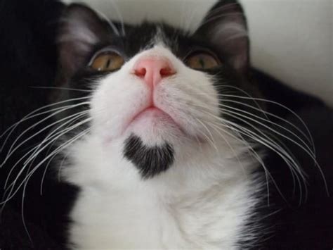 9 кошек, которые невероятно красиво окрашены по своей природе / Домоседы