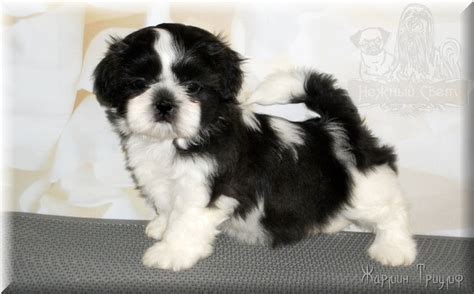 Shih Tzu Puppies for Sale | Shih tzu puppy, Poodle mix dogs, Shih tzu dog