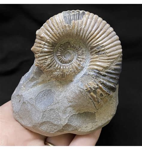 Fossils For Sale | Fossils-UK.com | Early Cretaceous Heteromorphic ...