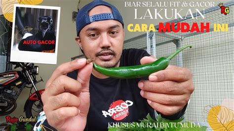 TIPS PEMBERIAN JANGKRIK YANG BAIK UNTUK MURAI BATU KHUSUS PEMULA YouTube