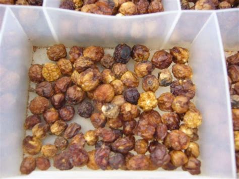 Traditional Aboriginal Australian Foods and Cooking Methods