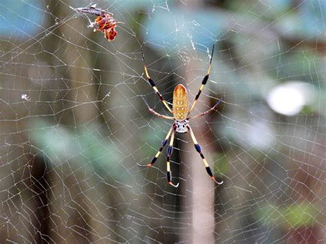 How Big Is The Banana Spider