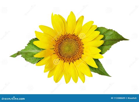 Yellow Sunflower And Green Leaves Stock Image Image Of Nature Flat