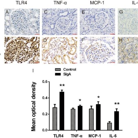 Immunohistochemical Staining Of Tlr4 Tnf α Il 6 And Mcp 1 In Download Scientific Diagram