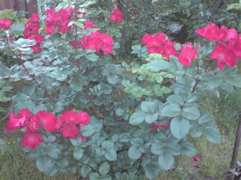 Парковые Розы: ТОП-17 Лучших Сортов для Сада | 100+ Фото