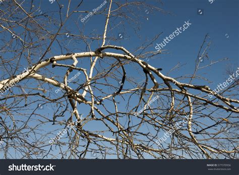 Birch Naked Branches On Background Blue Stock Photo Shutterstock