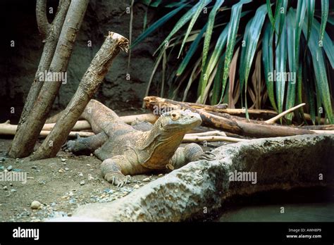 USA, Pacific Northwest, Washington State, Seattle, Woodland Park Zoo