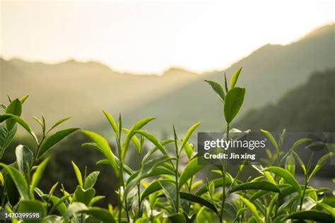 Longjing District Photos and Premium High Res Pictures - Getty Images
