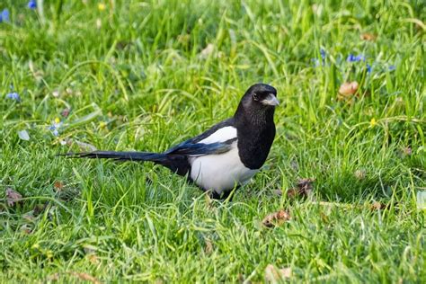 Сорока звичайна: розумна білобока – фото, опис, цікаві факти