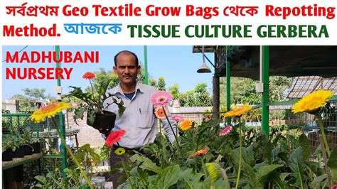 Geo Textile Grow Bags Repotting For Tissue Culture Gerbera