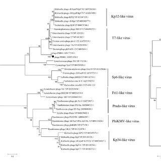 Phylogenetic Tree Analysis Based On The Alignments Of Amino Acid