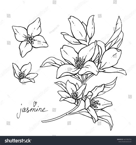 13,590 Jasmine Flower Hand Images, Stock Photos & Vectors | Shutterstock