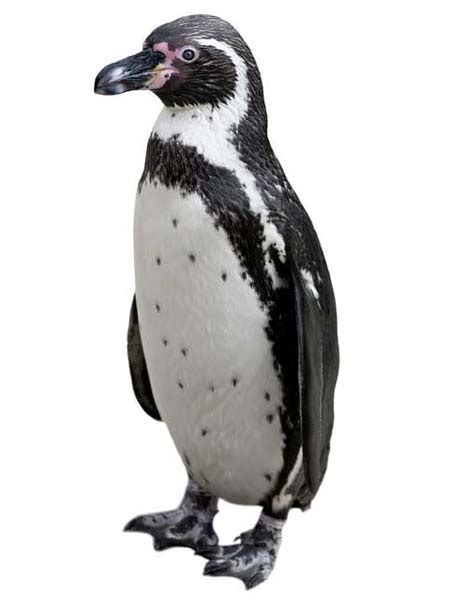 Humboldt Penguin