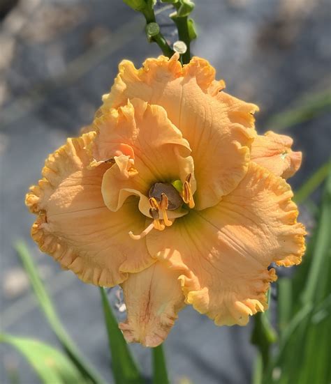 Tropical Hot Flash Daylily