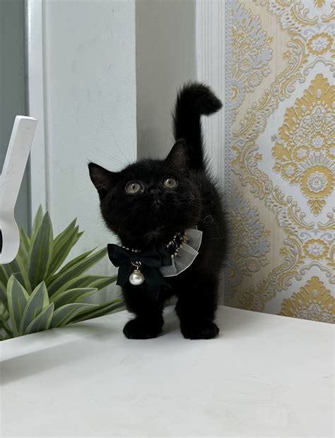Munchkin Black - Mèo Cưng – Lovely Cattery