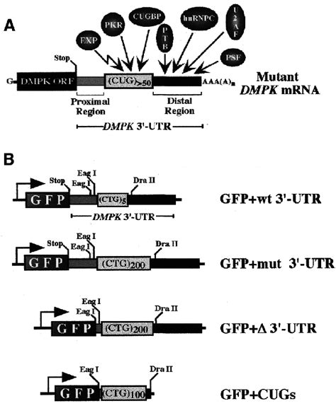 Structure of the mutant DMPK mRNA and GFP minigenes. (A) The mutant... | Download Scientific Diagram