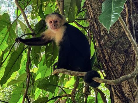 Excursión a los Manglares de Costa Rica Humedales Nacionales de