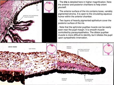 eye anatomy histology correlate powerpoint