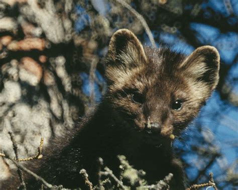 Free picture: marten, animal, mammal, martes, Americana