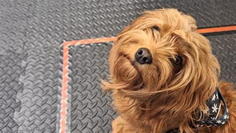 Lodore Dello Stress Umano Influenza Le Emozioni Dei Cani E Li Rende