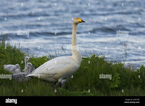 Whooper Swan Baby Hi Res Stock Photography And Images Alamy