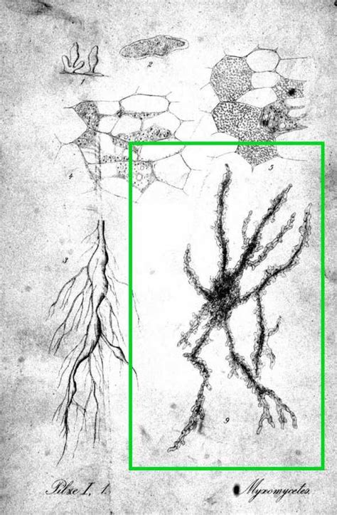 Dictyostelium discoideum | KÖRnyezetvédelmi INFOrmáció