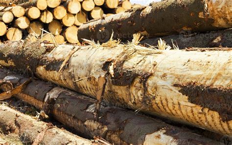 wood cut   stock photo  vecteezy