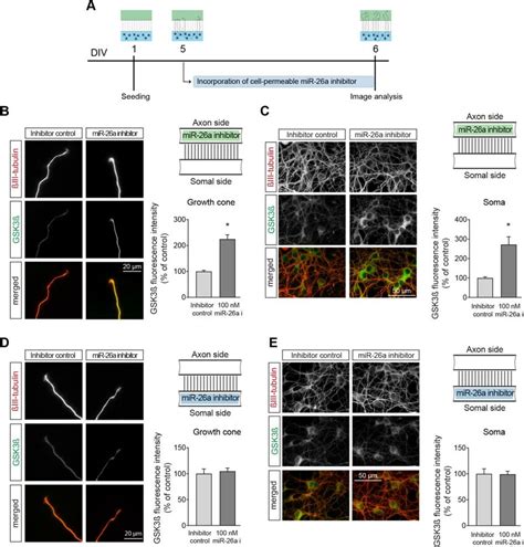 Mir 26a Regulates The Expression Levels Of Gsk3β Protein In Neuronal