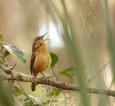 birds singing pictures   images  unsplash