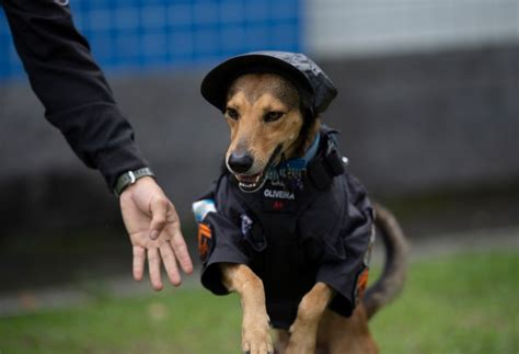 What Are The Top 10 Police Dog Breeds