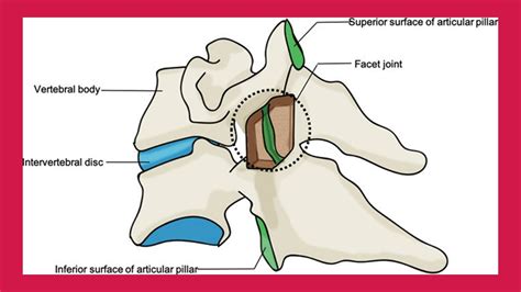 Superior Articular Facet