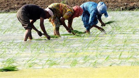 Agri Experts Bat For Policy To Promote Crop Diversification In Punjab