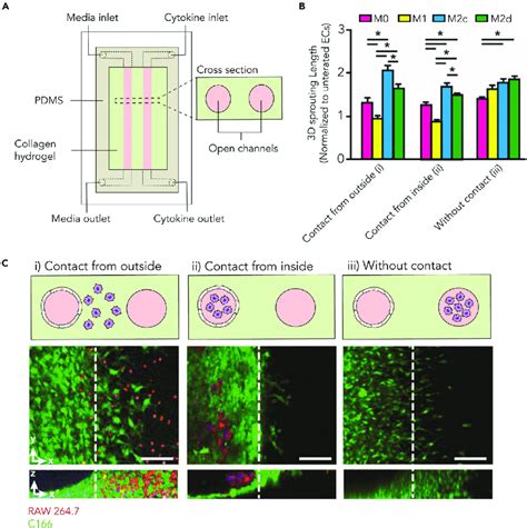 Microfluidic Device To Study Tam Mediated Angiogenesis A Schematic Of