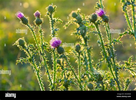 Cirsium Vulgare Spear Thistle Bull Thistle Common Thistle Short