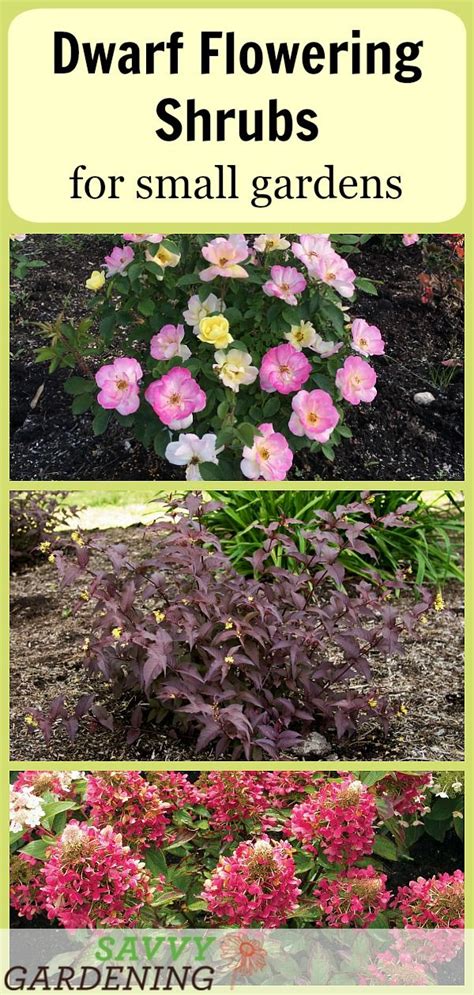 Dwarf Flowering Shrubs For Small Gardens And Landscapes Dwarf Trees