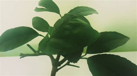 Лимон мейер 🍋 - YouTube