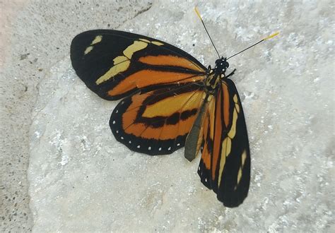 Lycorea halia discreta from São Lourenço MG 37470 000 Brasil on