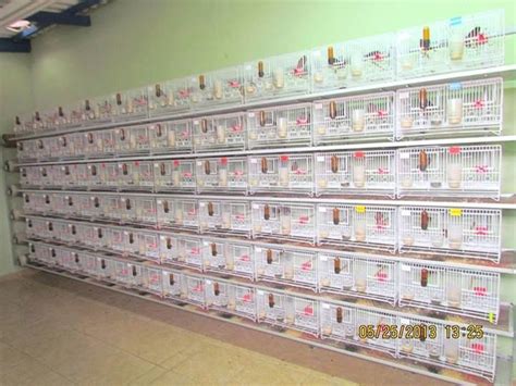 variety  bird cages  sale