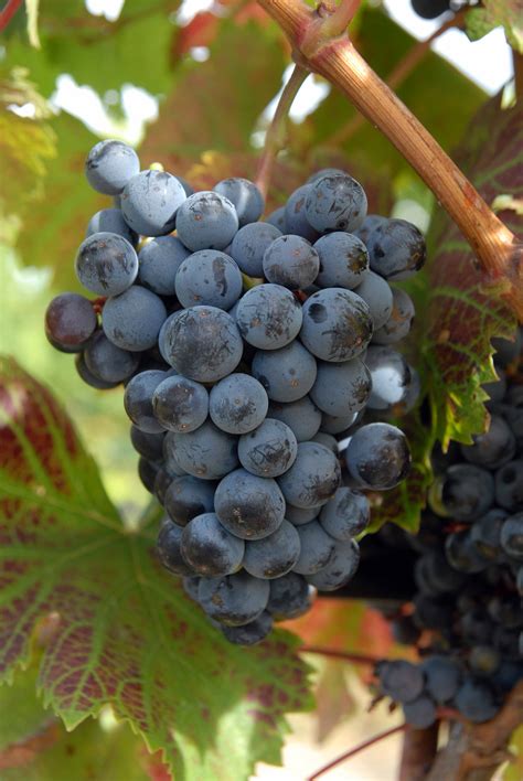 Караликант - сорт винограда