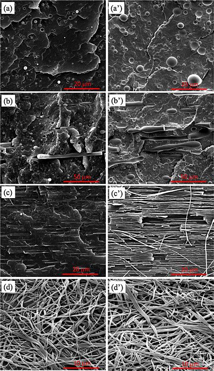 Scanning Electron Microscope SEM Images Of Polypropylene