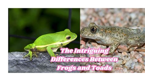 The Intriguing Differences Between Frogs And Toads Youtube