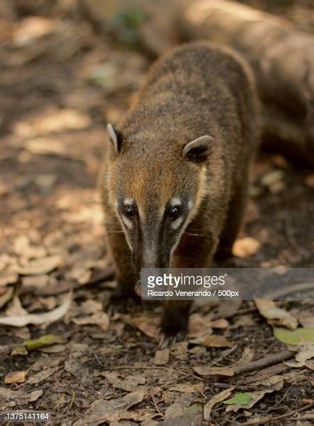 South American Raccoon Photos And Premium High Res Pictures Getty Images