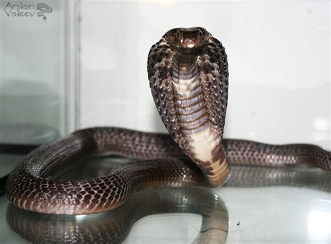 Очковая Кобра Картинки – Telegraph