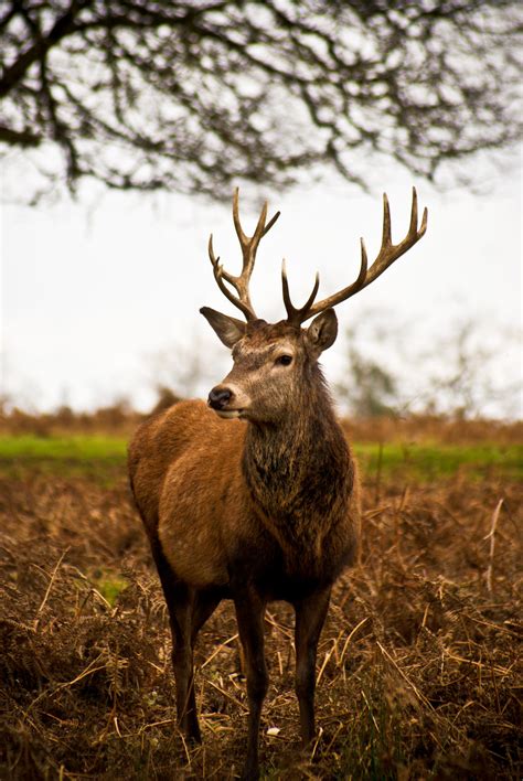 Red Deer Close Up By Chopshopstuk On Deviantart