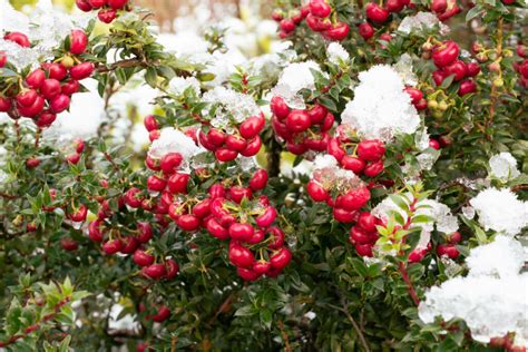 Gaultheria Everything About The Shrub Plantura