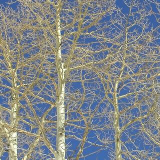 Understanding De Mello Part 2: Awareness, Awareness | Anthony De Mello