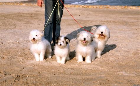 В Одессе вывели новую породу собак - Новости - Goodnewsanimal.ru