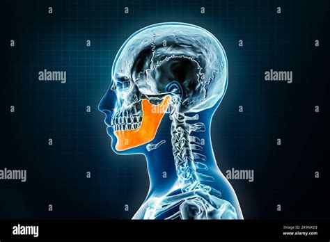 Jawbone or mandible or lower jaw x-ray lateral or profile view