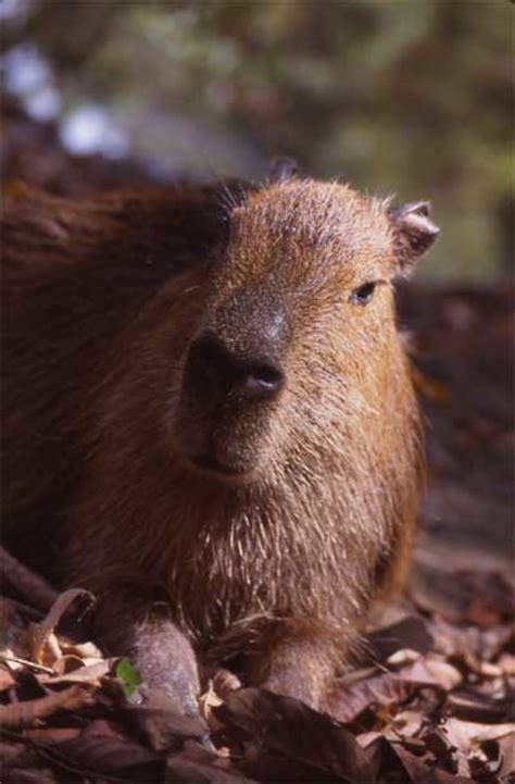 Herbivore Animals In The Tropical Rainforest