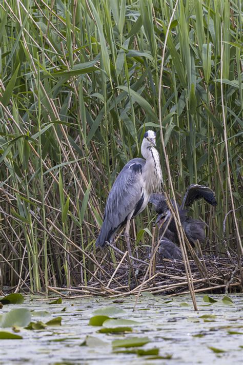 Grey Heron Bird Plumage Free Photo On Pixabay Pixabay